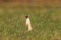 stoat & x28;Mustela erminea& x29;,short-tailed weasel Germany