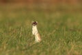 stoat & x28;Mustela erminea& x29;,short-tailed weasel Germany