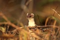 stoat & x28;Mustela erminea& x29;,short-tailed weasel Germany