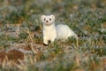 stoat & x28;Mustela erminea& x29;,short-tailed weasel Germany