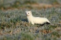 stoat & x28;Mustela erminea& x29;,short-tailed weasel Germany