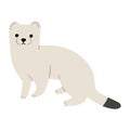 stoats,ermine and weasels cute 11