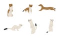 stoats,ermine and weasels 4
