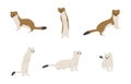 stoats,ermine and weasels 3