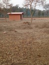 Stock of deers sitting together beside their house