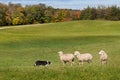 Stock Dog (Border Collie) and Sheep (Ovis aries) Standoff