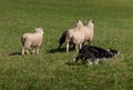 Stock Dog Cuts Right Around Group of Sheep Ovis aries