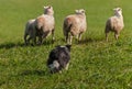 Stock Dog Moves Group of Sheep Ovis aries Out Into Field