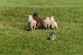 Stock Dog Moves Group of Sheep Ovis aries