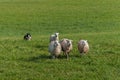 Stock Dog Runs In Behind Group of Sheep Ovis aries