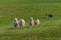 Stock Dog Runs Left Behind Group of Sheep Ovis aries