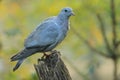 Stock dove Royalty Free Stock Photo