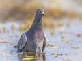 Stock dove bathing in shallow water Royalty Free Stock Photo