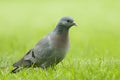 Stock Dove;( Columba oenas) Royalty Free Stock Photo