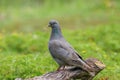 Stock Dove, Columba oenas, perched on a log Royalty Free Stock Photo