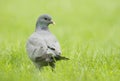 Stock Dove; (Columba oenas) Royalty Free Stock Photo