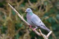 Stock Dove - Columba oenas perched on a branch Royalty Free Stock Photo