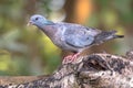 Stock dove in forest Royalty Free Stock Photo