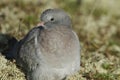 A Stock Dove, Columba oenas, resting in the sand dunes amongst the lichen on the Norfolk coastline.