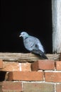 Stock dove, Columba oenas Royalty Free Stock Photo