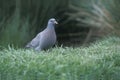 Stock dove, Columba oenas Royalty Free Stock Photo