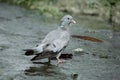 Stock dove, Columba oenas Royalty Free Stock Photo