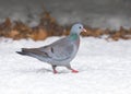 Stock Dove - Columba oenas in a snow covered garden. Royalty Free Stock Photo