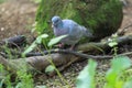 Stock dove Royalty Free Stock Photo