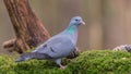 Stock dove Royalty Free Stock Photo