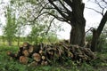 The stock firewood is dried and is ready for the winter to use in the fireplace. Neatly stacked on the side of the road under a