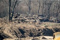 stock of firewood felled trees stacked in the forest freight forwarder and stacks of logs at the edge of the forest