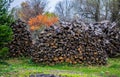 Stock of firewood for the winter Royalty Free Stock Photo