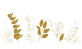 Stock illustration contours of eucalyptus and olive leaves in gold glitter.