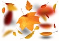 Autumnal foliage fall and poplar leaf flying in wind motion blur. Autumn design. Templates for placards, banners, flyers Royalty Free Stock Photo