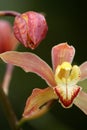 Stock image of Close of of orchid