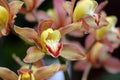 Stock image of Close of of orchid Royalty Free Stock Photo