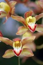 Stock image of Close of of orchid