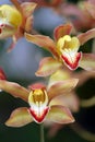 Stock image of Close of of orchid Royalty Free Stock Photo