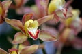 Stock image of Close of of orchid