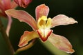 Stock image of Close of of orchid Royalty Free Stock Photo