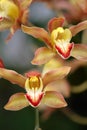 Stock image of Close of of orchid