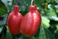 Stock image of Croydon Plantation, Jamaica