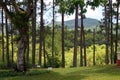 Stock image of Croydon Plantation, Jamaica Royalty Free Stock Photo