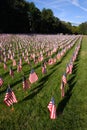 Stock image of Field of American Flags Royalty Free Stock Photo