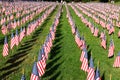 Stock image of Field of American Flags Royalty Free Stock Photo