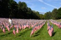 Stock image of Field of American Flags Royalty Free Stock Photo