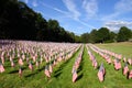 Stock image of Field of American Flags Royalty Free Stock Photo