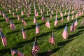 Stock image of Field of American Flags Royalty Free Stock Photo