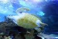 Stock image of Green Sea Turtle swimming Royalty Free Stock Photo