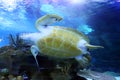Stock image of Green Sea Turtle swimming Royalty Free Stock Photo